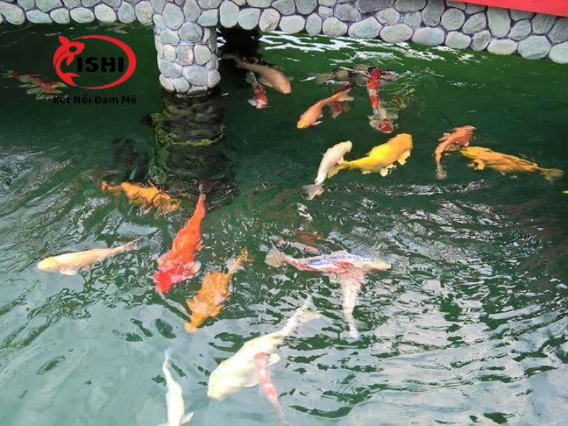 Những cách xử lý cá koi bị sốc nước