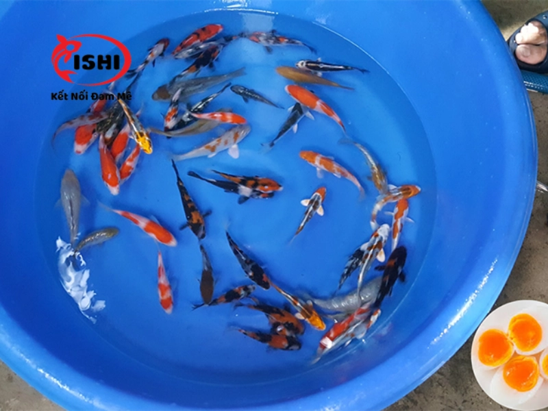 Ưu điểm khi mua cá Koi tại IshiKoi Farm