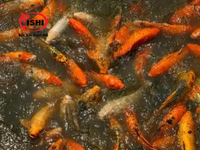 Các nguyên nhân gây ra bệnh ngủ ở cá koi