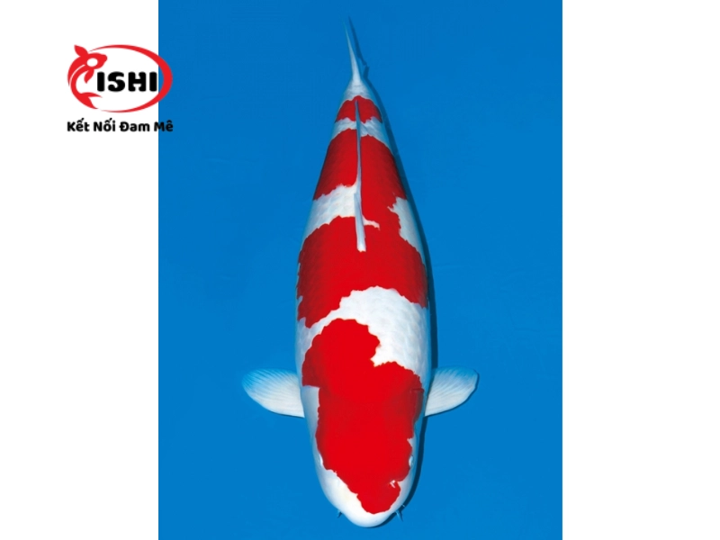 Cá koi Kohaku 