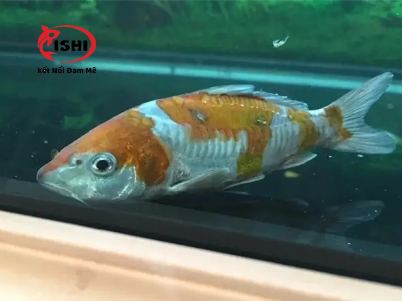 Những nguyên nhân khiến cá koi dễ bị stress