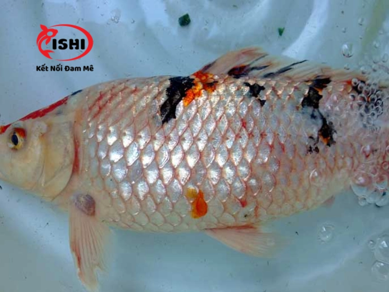 Cá koi bị nhiễm ký sinh trùng Coastia