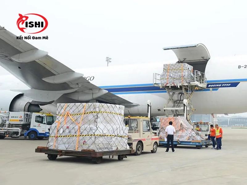 Vận chuyển cá Koi khi đi xa - Di chuyển cá Koi bằng đường hàng không