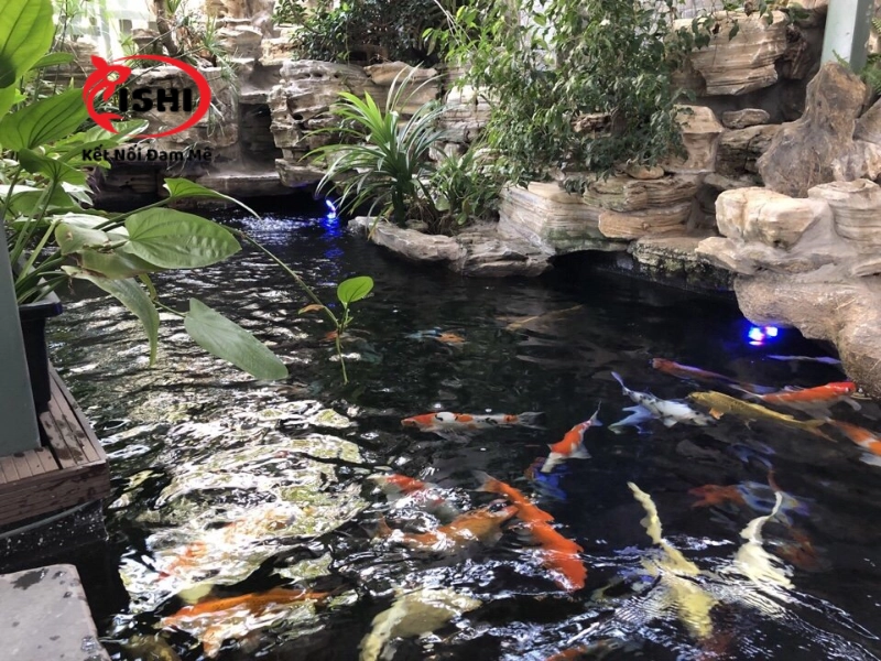 Lưu ý khi chọn mua cá koi tại Đà Nẵng