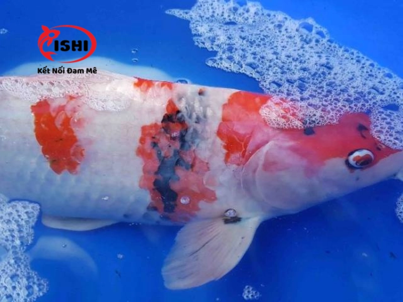 Quan sát và chăm sóc kĩ cá koi sau khi chữa trị đề phòng cá tái phát bệnh