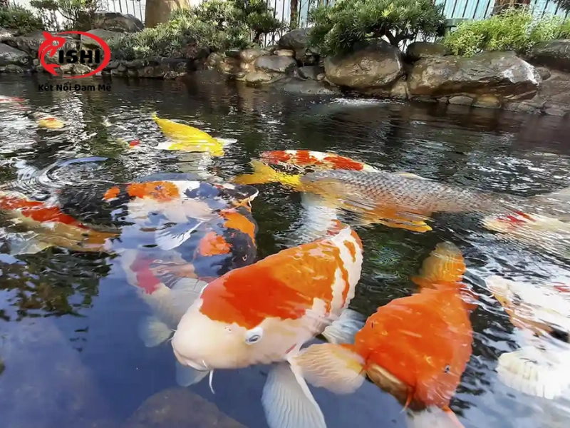 Biện pháp phòng ngừa cá Koi bị nhiễm ký sinh trùng Chilodonella