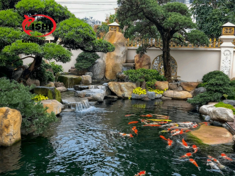 Các cách phòng ngừa việc cá koi bị cạ mình