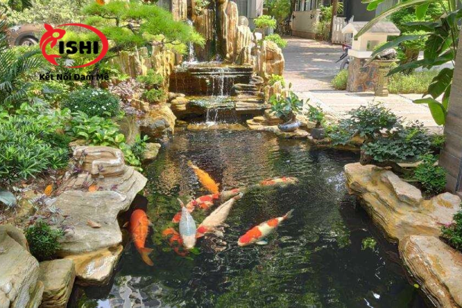 Địa Điểm Mua Cá Koi Uy Tín, Chất Lượng Tại Khánh Hòa | IshiKoi Farm