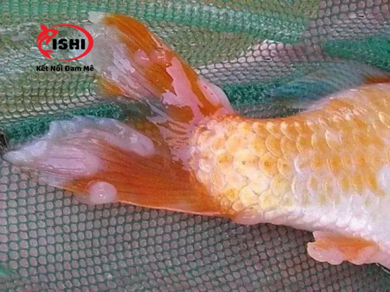 Những dấu hiệu nhận biết cá Koi bị thối vây